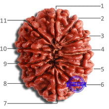 Load image into Gallery viewer, 11 Mukhi Nepalese Rudraksha - Bead No. 355
