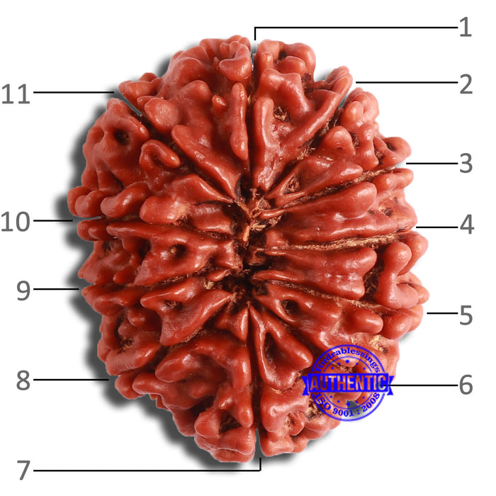 11 Mukhi Nepalese Rudraksha - Bead No. 355