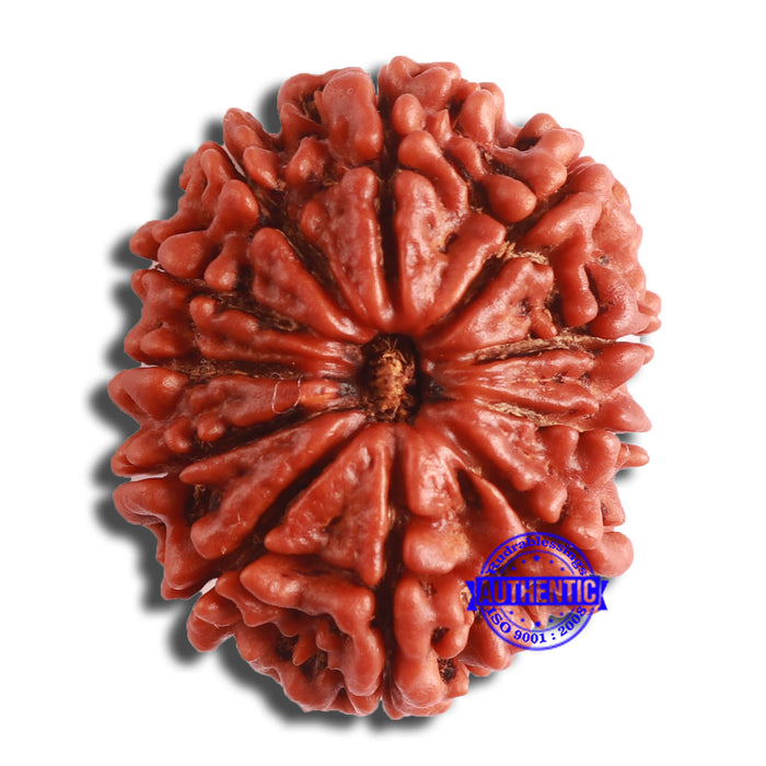11 Mukhi Nepalese Rudraksha - Bead No. 355