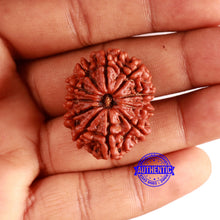 Load image into Gallery viewer, 11 Mukhi Nepalese Rudraksha - Bead No. 355
