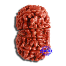 Load image into Gallery viewer, 11 Mukhi Nepalese Rudraksha - Bead No. 355

