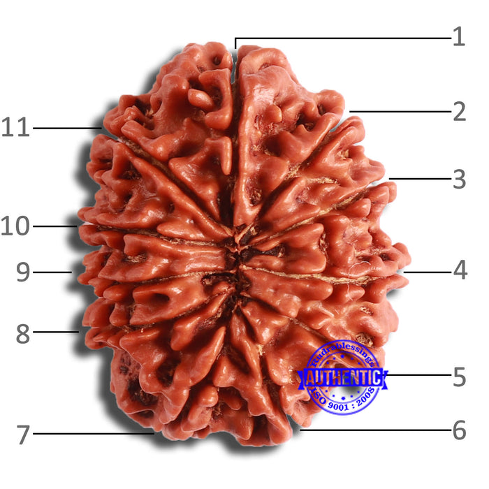 11 Mukhi Nepalese Rudraksha - Bead No. 356