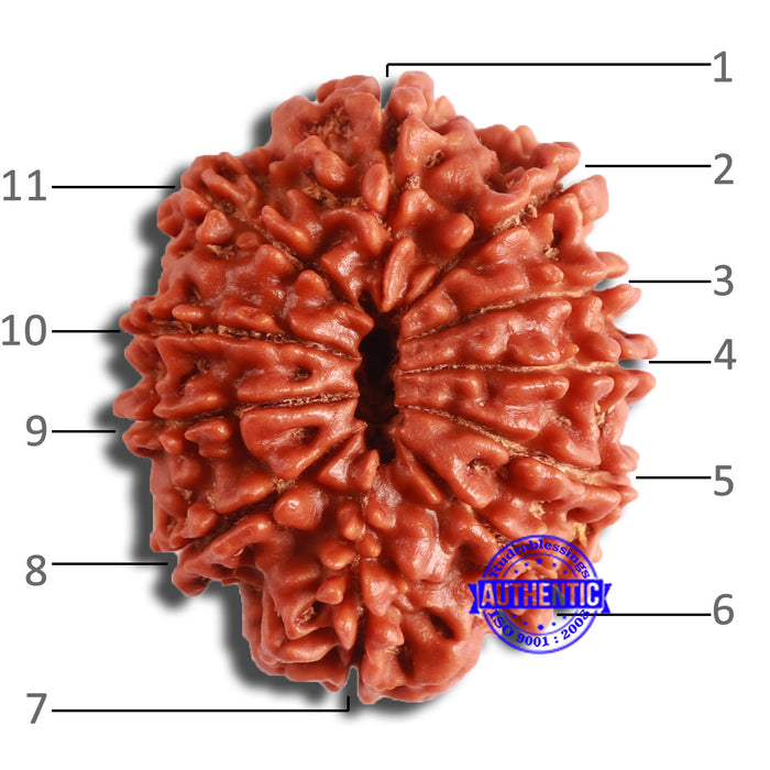 11 Mukhi Nepalese Rudraksha - Bead No. 357