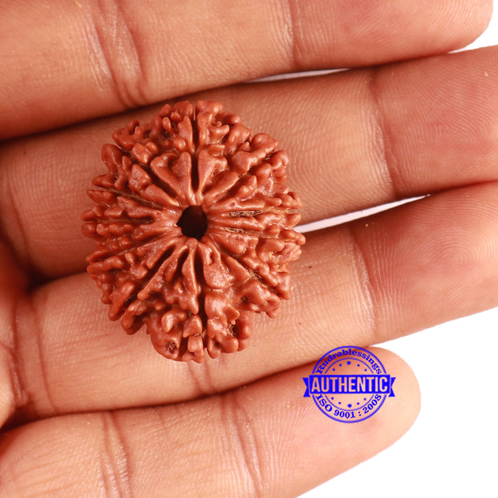 11 Mukhi Nepalese Rudraksha - Bead No. 357