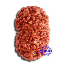 Load image into Gallery viewer, 11 Mukhi Nepalese Rudraksha - Bead No. 357

