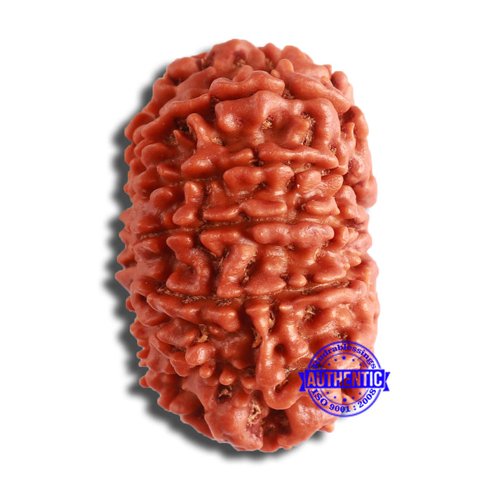 11 Mukhi Nepalese Rudraksha - Bead No. 357