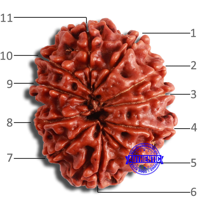 11 Mukhi Nepalese Rudraksha - Bead No. 358