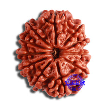 Load image into Gallery viewer, 11 Mukhi Nepalese Rudraksha - Bead No. 358
