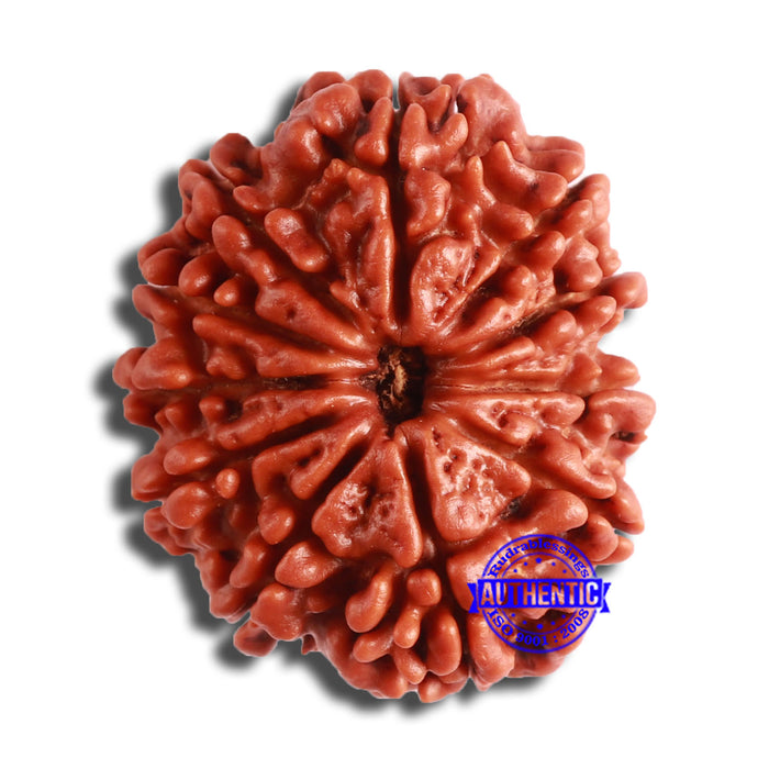11 Mukhi Nepalese Rudraksha - Bead No. 358