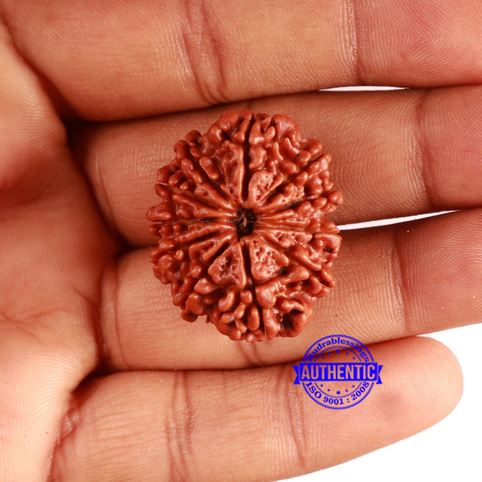 11 Mukhi Nepalese Rudraksha - Bead No. 358