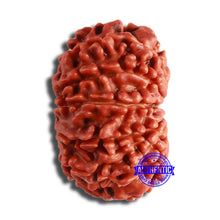 Load image into Gallery viewer, 11 Mukhi Nepalese Rudraksha - Bead No. 358
