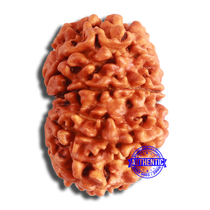 11 Mukhi Nepalese Rudraksha - Bead No. 359