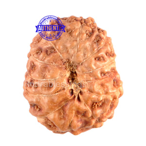 12 Mukhi Indonesian Rudraksha - Bead No. 16