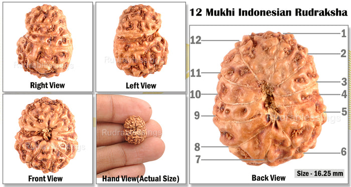 12 Mukhi Indonesian Rudraksha - Bead No. 16
