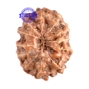 12 Mukhi Indonesian Rudraksha - Bead No. 20