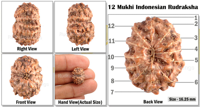 12 Mukhi Indonesian Rudraksha - Bead No. 20