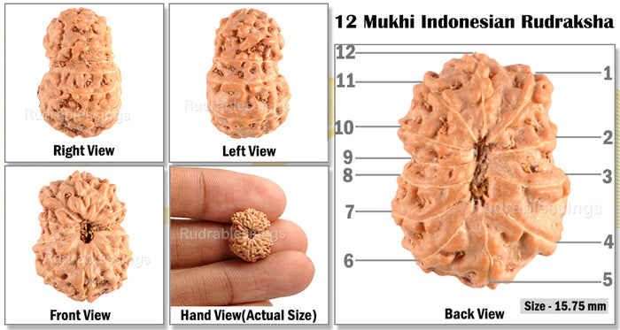 12 Mukhi Indonesian Rudraksha - Bead No. 29
