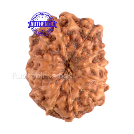 12 Mukhi Indonesian Rudraksha - Bead No. 36