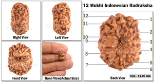12 Mukhi Indonesian Rudraksha - Bead No. 36