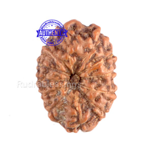 12 Mukhi Indonesian Rudraksha - Bead No. 37