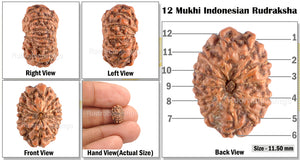 12 Mukhi Indonesian Rudraksha - Bead No. 37