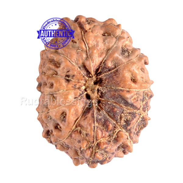 12 Mukhi Indonesian Rudraksha - Bead No. 44
