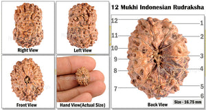 12 Mukhi Indonesian Rudraksha - Bead No. 44