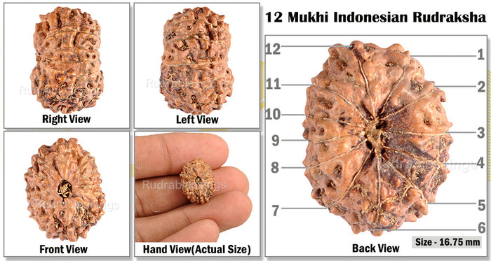 12 Mukhi Indonesian Rudraksha - Bead No. 44