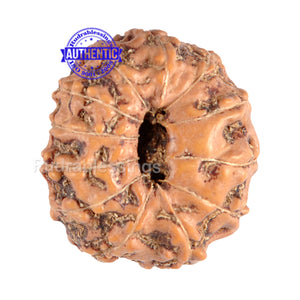 12 Mukhi Indonesian Rudraksha - Bead No. 50