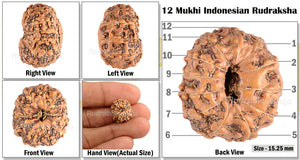 12 Mukhi Indonesian Rudraksha - Bead No. 50