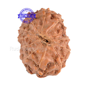 12 Mukhi Indonesian Rudraksha - Bead No. 54