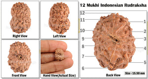 12 Mukhi Indonesian Rudraksha - Bead No. 54