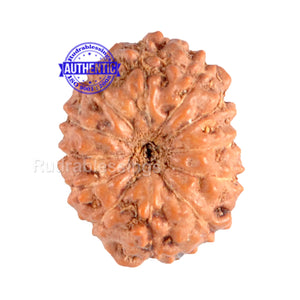 12 Mukhi Indonesian Rudraksha - Bead No. 68