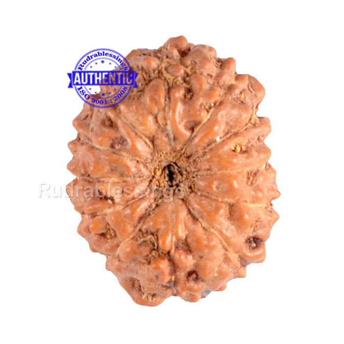 12 Mukhi Indonesian Rudraksha - Bead No. 68