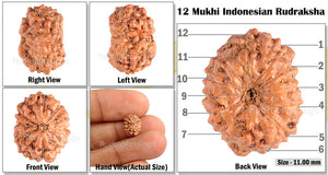 12 Mukhi Indonesian Rudraksha - Bead No. 68