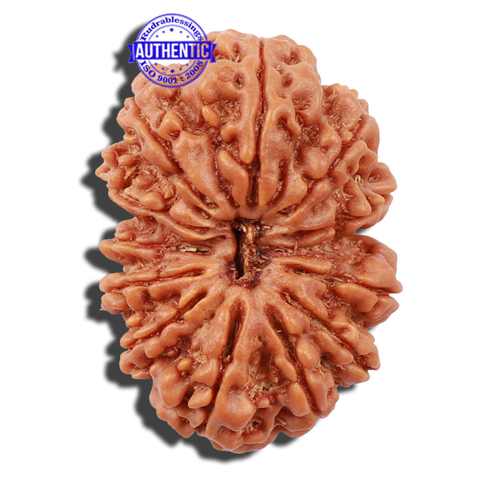 12 Mukhi Nepalese Rudraksha - Bead No 140