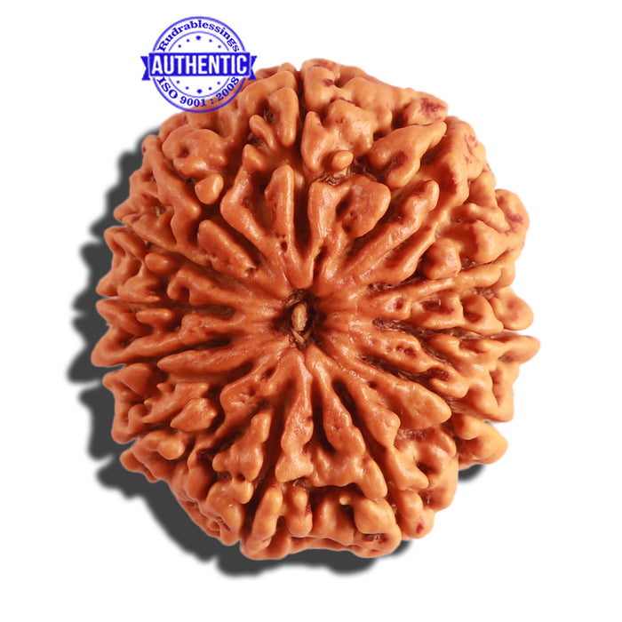 12 Mukhi Nepalese Rudraksha - Bead No. 250