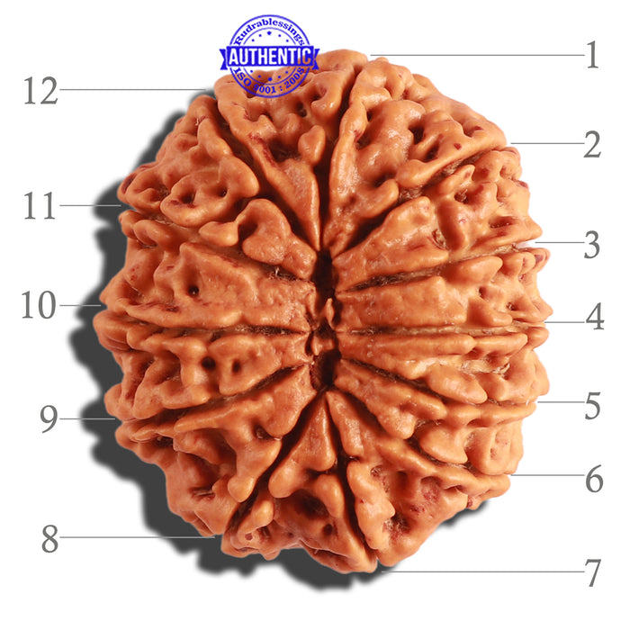 12 Mukhi Nepalese Rudraksha - Bead No. 250