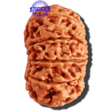 Load image into Gallery viewer, 12 Mukhi Nepalese Rudraksha - Bead No. 250
