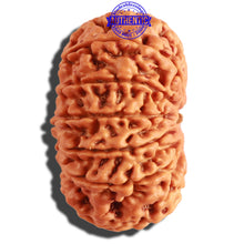 Load image into Gallery viewer, 12 Mukhi Nepalese Rudraksha - Bead No. 250
