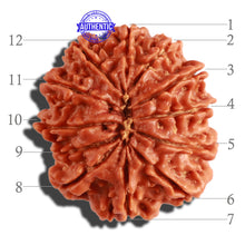 Load image into Gallery viewer, 12 Mukhi Nepalese Rudraksha - Bead No. 251
