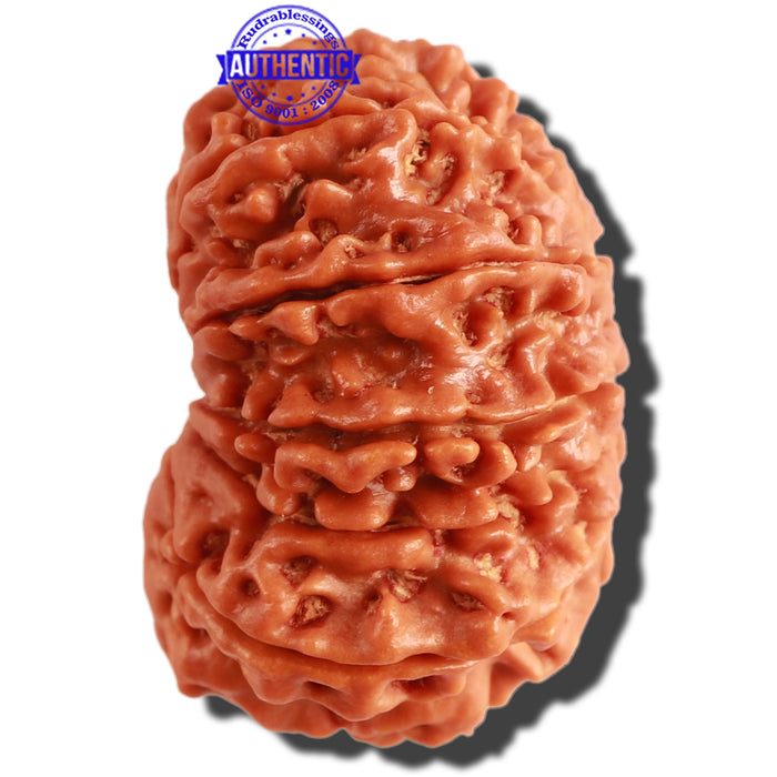 12 Mukhi Nepalese Rudraksha - Bead No. 251