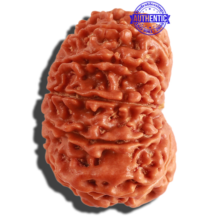 12 Mukhi Nepalese Rudraksha - Bead No. 251