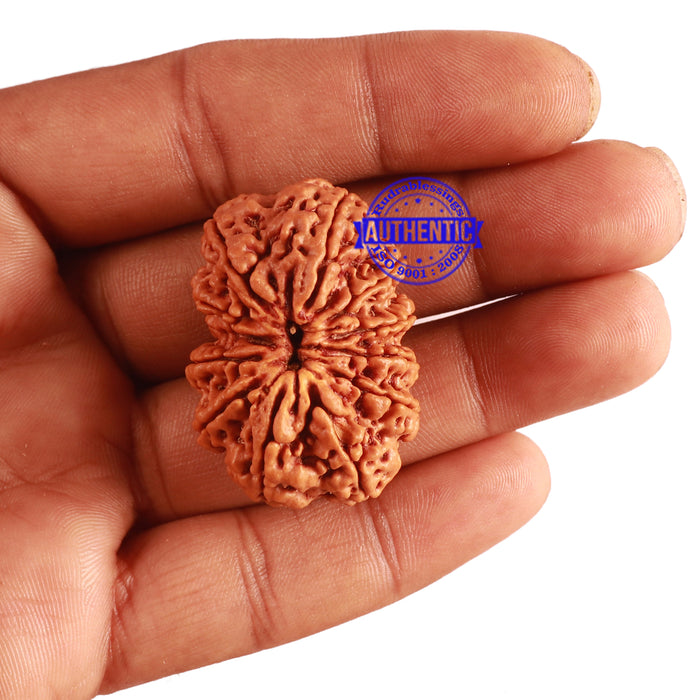 12 Mukhi Nepalese Rudraksha - Bead No. 252