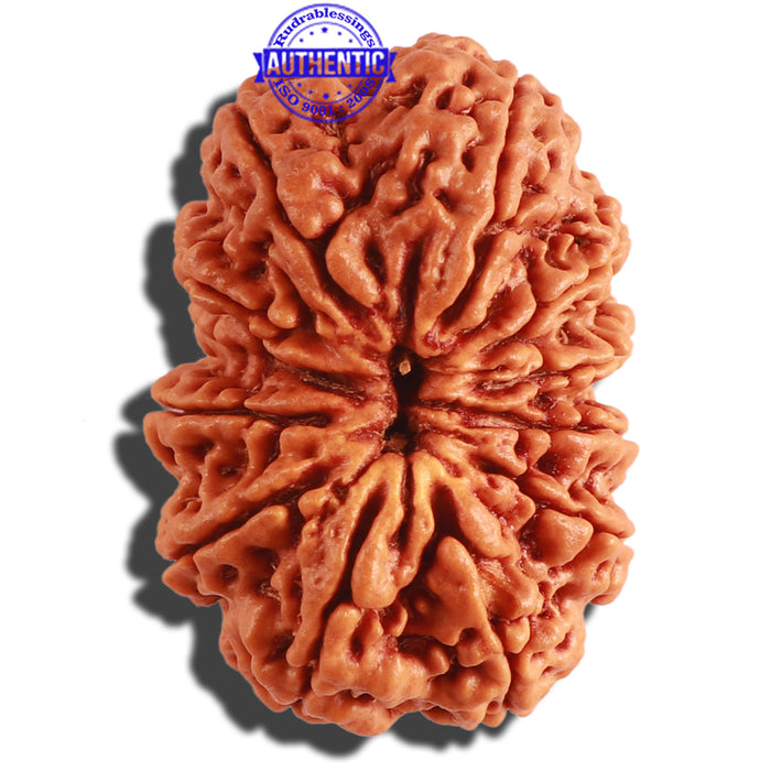 12 Mukhi Nepalese Rudraksha - Bead No. 252