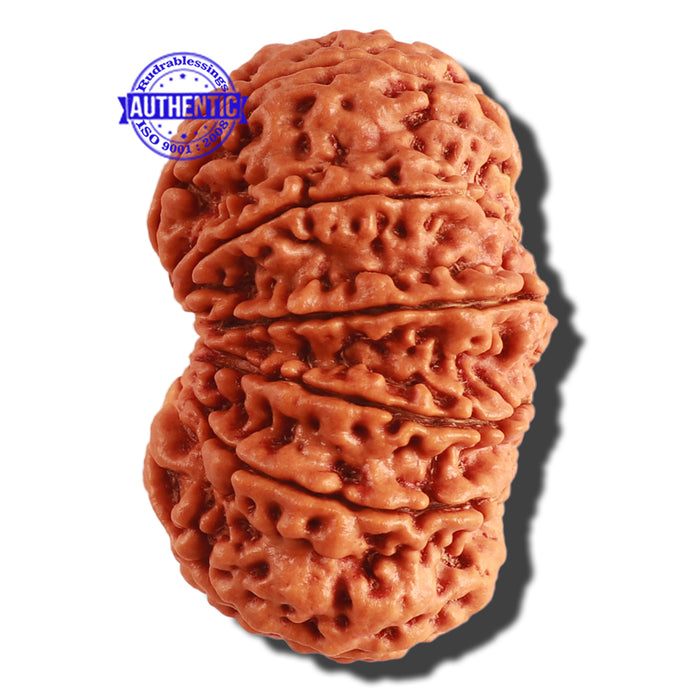 12 Mukhi Nepalese Rudraksha - Bead No. 252