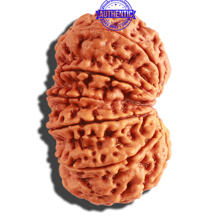 12 Mukhi Nepalese Rudraksha - Bead No. 252