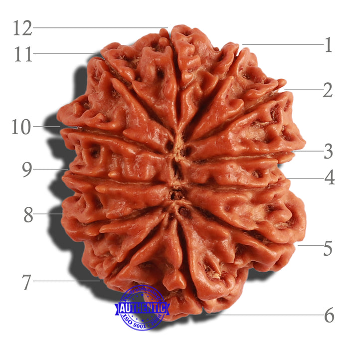12 Mukhi Nepalese Rudraksha - Bead No. 253