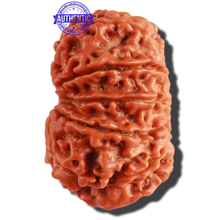 12 Mukhi Nepalese Rudraksha - Bead No. 253