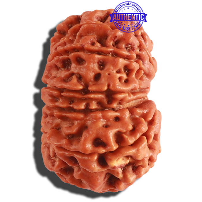 12 Mukhi Nepalese Rudraksha - Bead No. 253